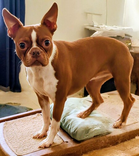 Entry image for ZindiMindy. Clicking this image will show a larger photo