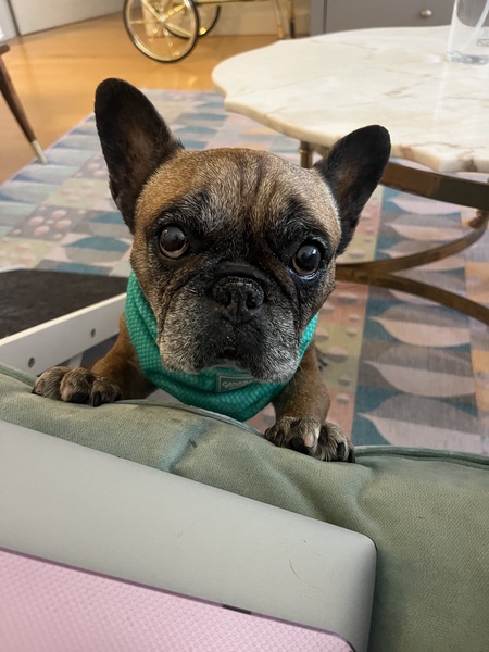 Entry image for Ruby. Clicking this image will show a larger photo