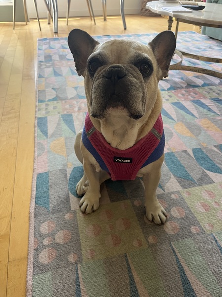 Entry image for Flora. Clicking this image will show a larger photo