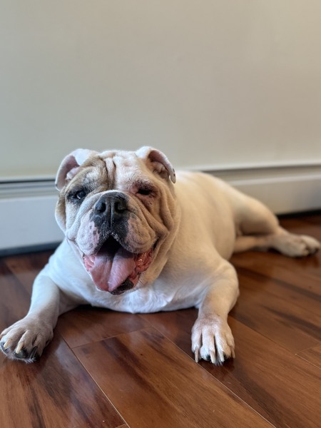 Entry image for Maggie. Clicking this image will show a larger photo