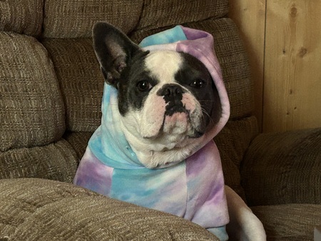 Entry image for Cleo. Clicking this image will show a larger photo