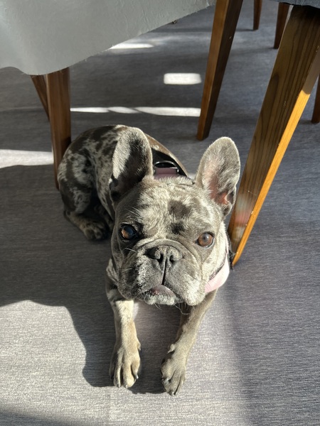 Entry image for Astrid. Clicking this image will show a larger photo