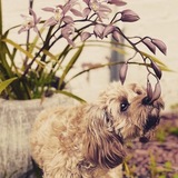 Entry image for Lilly 