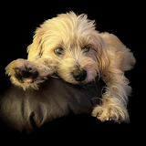 Entry image for Wilfred