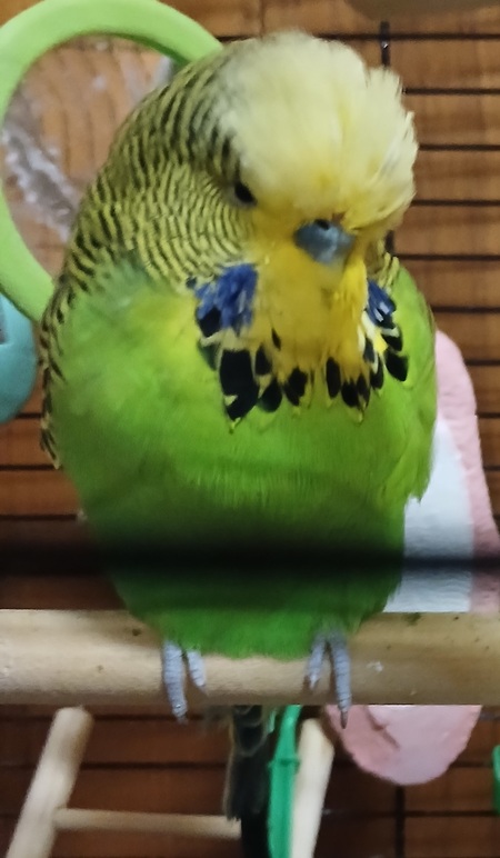 Feathers
