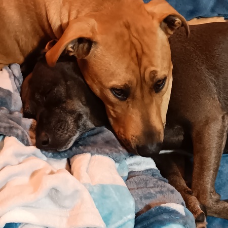 Ziggy and Milly 