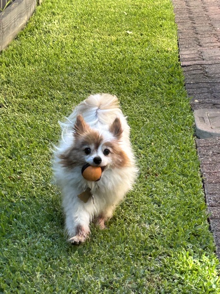 Gigi 