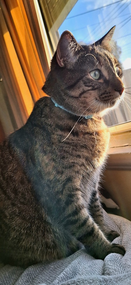 Emmy