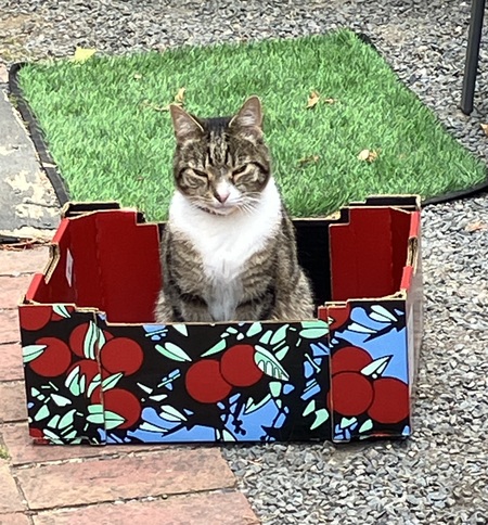 Bob in a box