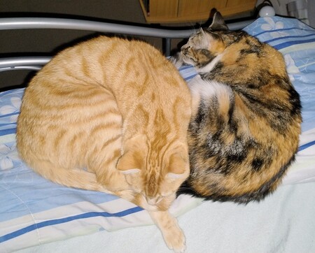 Milo (Ginger) and Marble