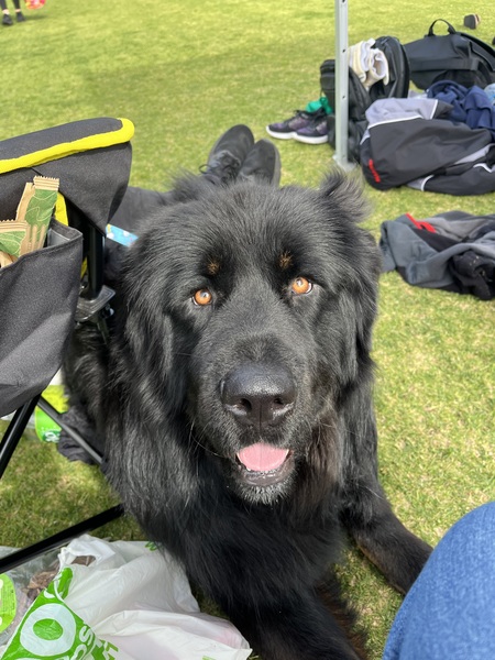 Yogi Bear