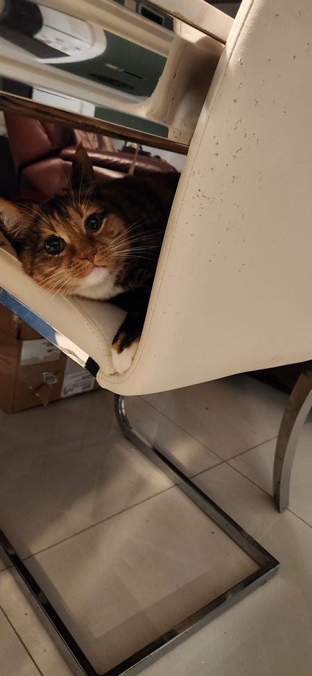 Frankie
