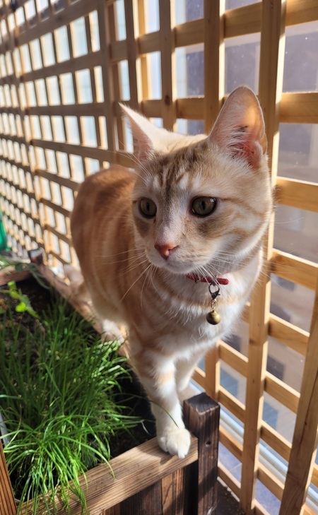Hamish 