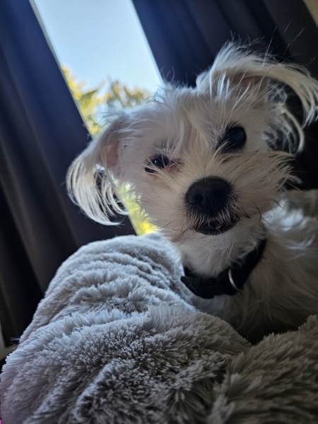Gidget