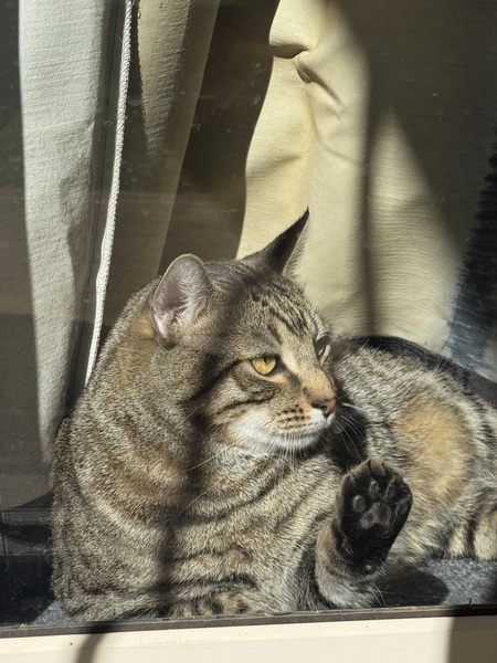 Tobi