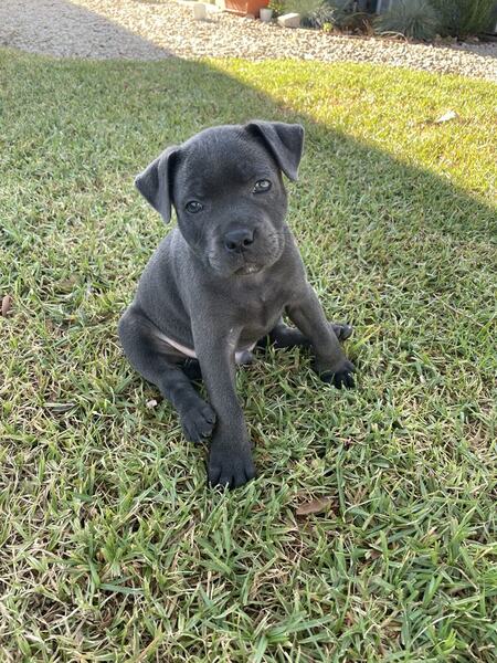Tank