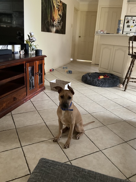 Rufus 