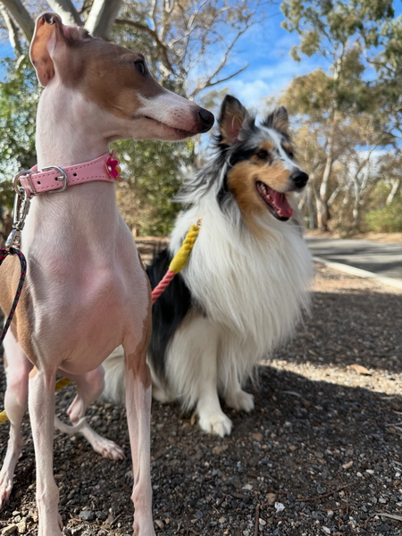 Peach and Pringle 