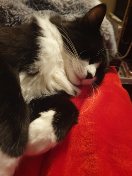 Smokiebear