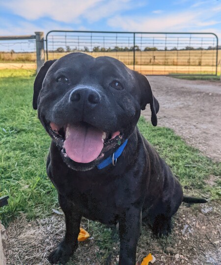 Hugo
