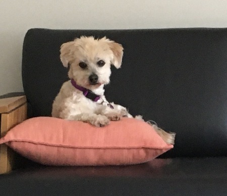 Millie