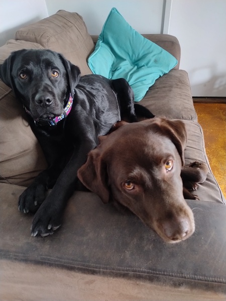 Cosmo and Harley 