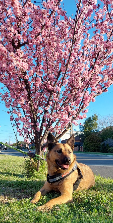 Blossom