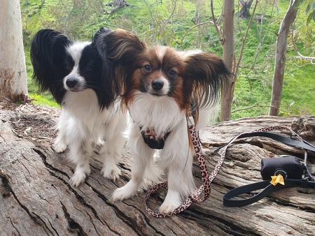 Keeta & Meeko