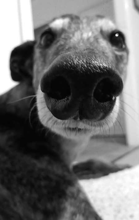 Abby