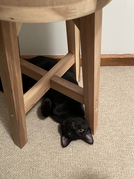Mavis