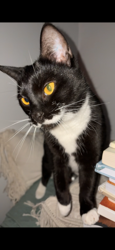Loki