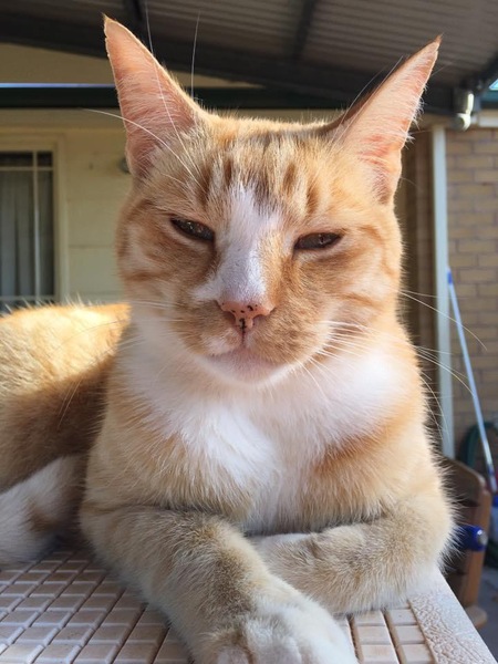 Dexter