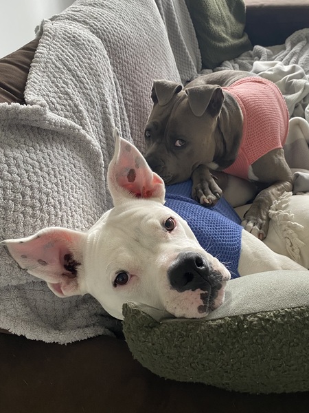 Baxter & Bleu