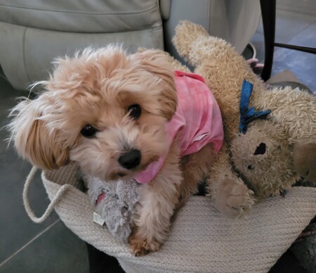 Poppy