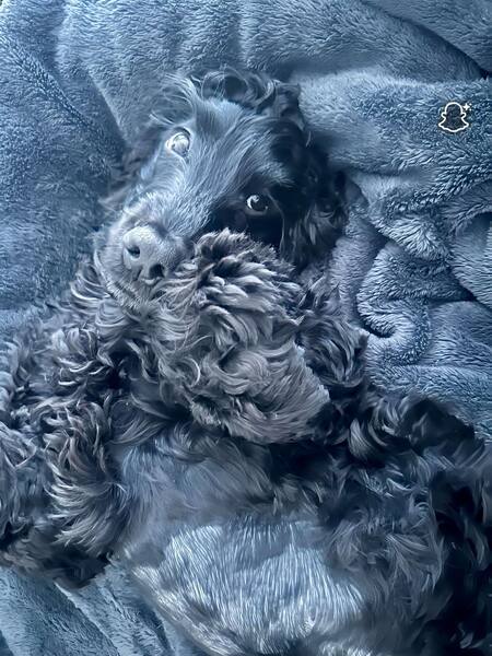 Arlo