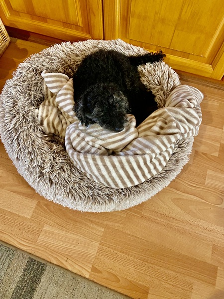 Entry image for Cooper. Clicking this image will show a larger photo