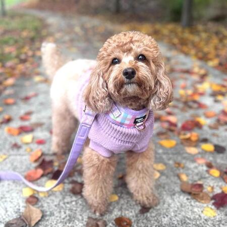 Entry image for Louise. Clicking this image will show a larger photo