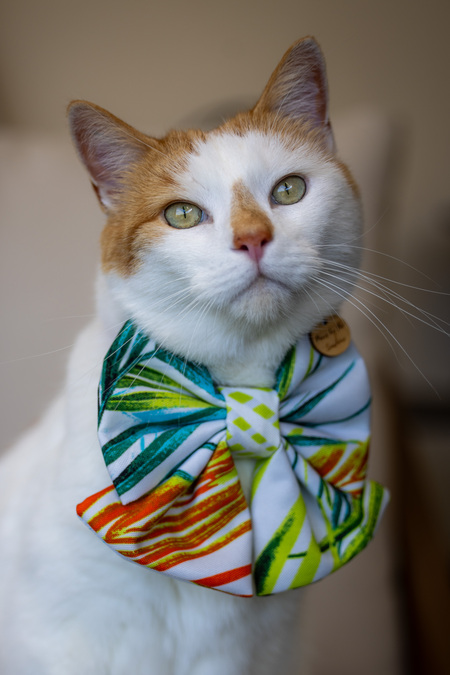 Archie