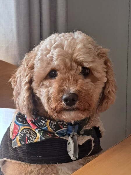 Buddy (formerly Gizmo)
