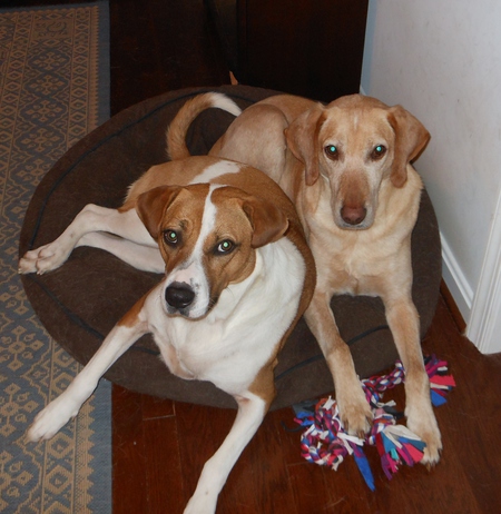 Bella, 6 years (Foxhound mix) and Bean, 8 years, (Yellow lab/hound) 