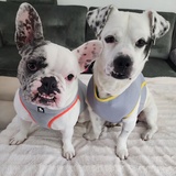 Entry image for Norm