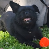 Entry image for Sherpa