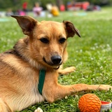 Entry image for Beans