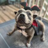 Entry image for Cricket