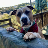 Entry image for Cheeto