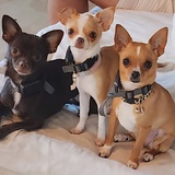 Entry image for Scooter and Bunny