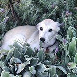 Entry image for Cherry Pineapple