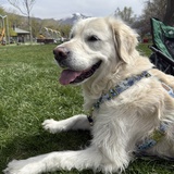 Entry image for Brie