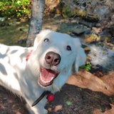 Entry image for Mika 