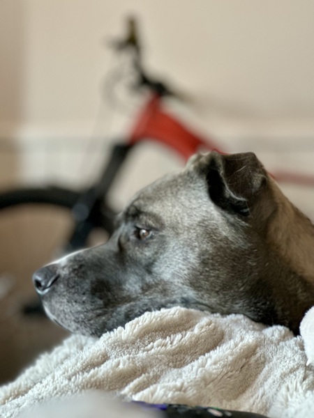 Beauregard A. Noodle